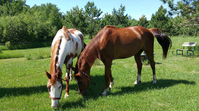 horseback-riding-thumb-3