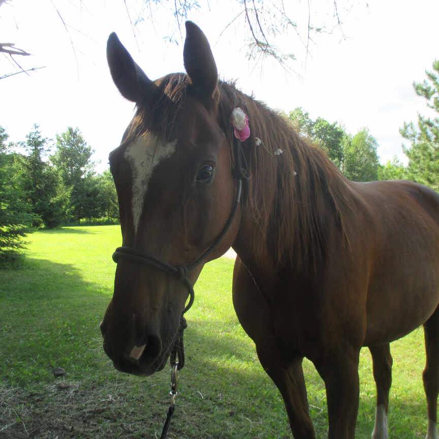 horseback-riding-thumb-9