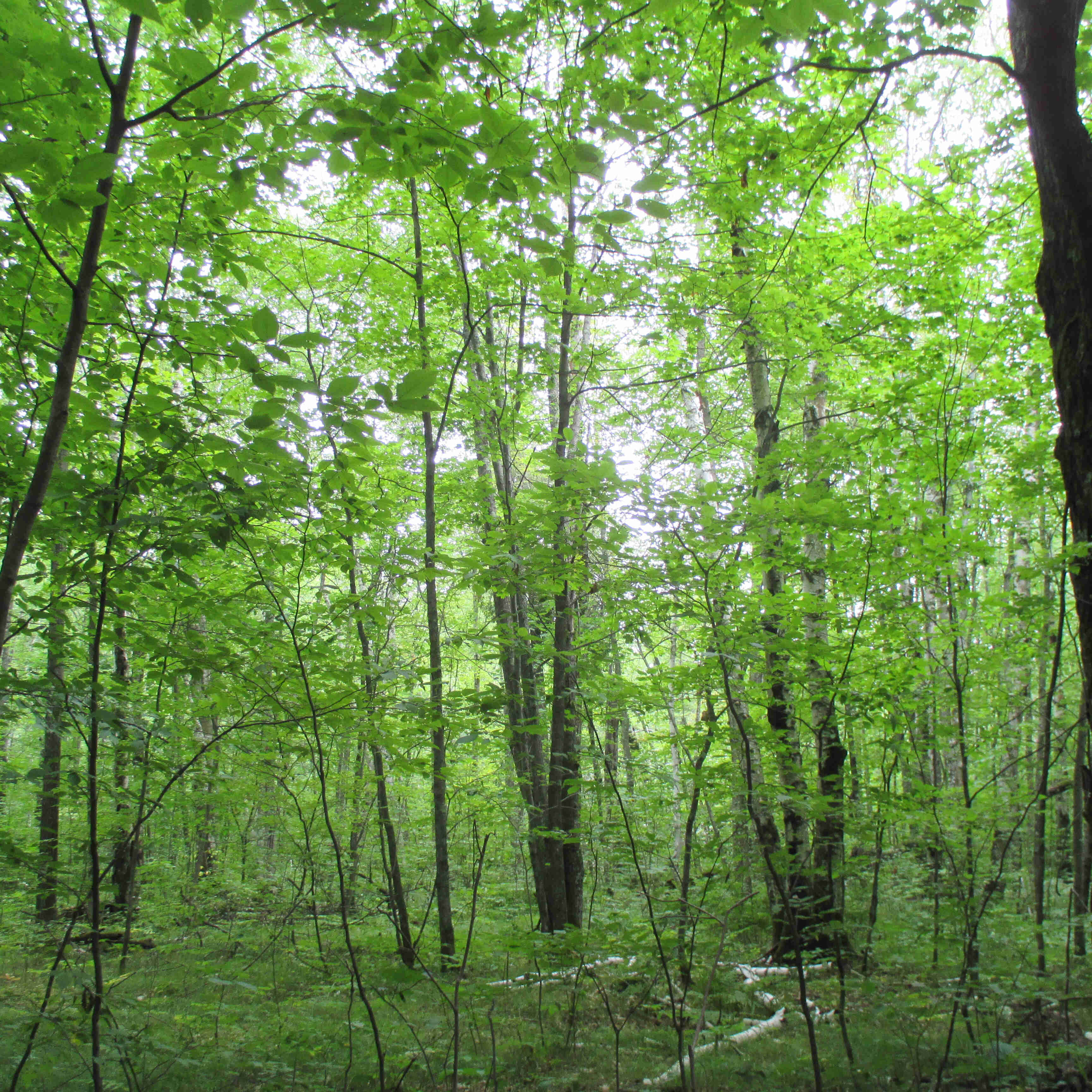 attractions_forest_parks